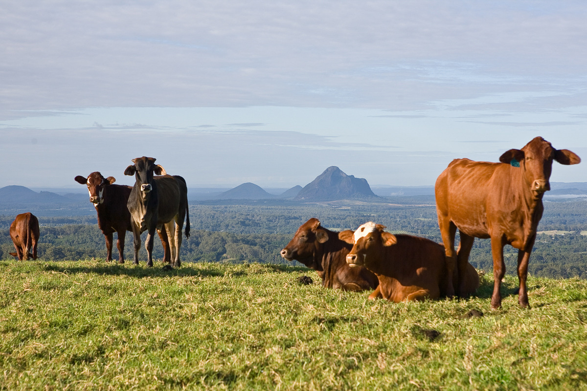 Maleny Realty Real Estate Maleny Land Maleny For Sale Maleny > Home